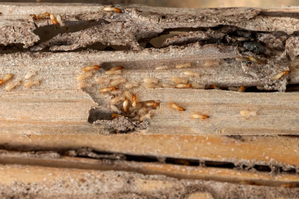 Best Ant Control Services  in Salado, TX